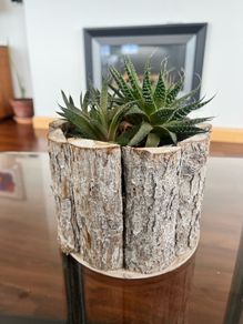 Healthy Plant