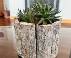 Healthy Plant