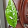 Monstera Obliqua Peru Image 3