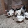 fertile hatching eggs and chicks Image 6