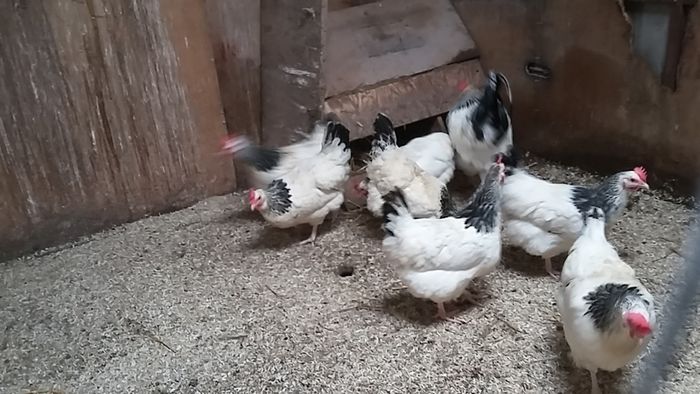 poultry, pullets, Hens,