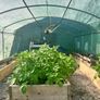 Polytunnel and top quality Raised Beds Image 2