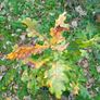 Oak Trees Image 2