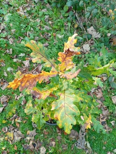 Oak Trees