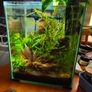 Sakura Orange shrimp aquarium Image 5