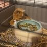 guinea pigs Image 2