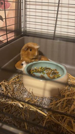guinea pigs