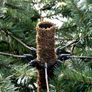 Christmas tree with decorations Image 6