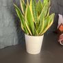 Mother tongue indoor house plant Image 4