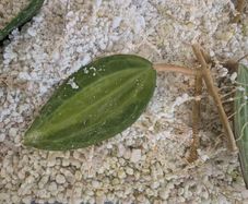 Hoya Macrophylla Pot of Gold (inner variegated) rooted