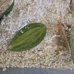 Hoya Macrophylla Pot of Gold (inner variegated) rooted