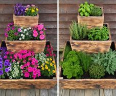 Pot Herbs/Flowers