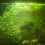fish Image 5