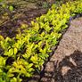 Laurel Hedging Image 2