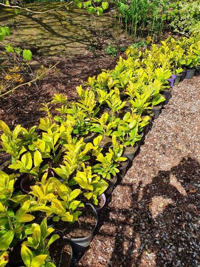 Laurel Hedging