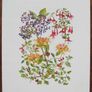 Print of a watercolour painting of berries and flowers Image 2