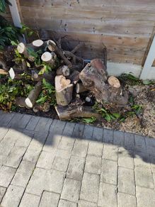 Free Firewood/Stumps