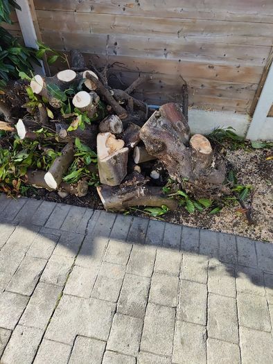 Free Firewood/Stumps