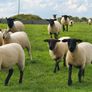 Hoggets Image 8