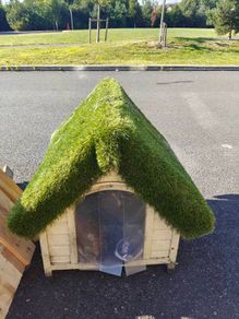 cat or dog house