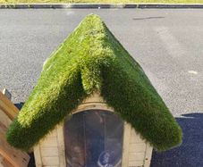 cat or dog house