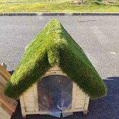 cat or dog house