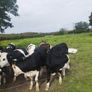 Heifers Cavan for sale Image 4