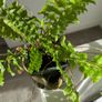 Fern in small pot Image 2