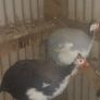 Guinea Fowl Image 2