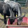 Heifers Image 2