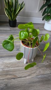 Plants