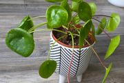 Plants