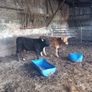 organic cattle Image 4