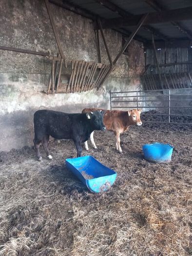 organic cattle