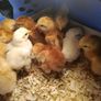 Day old chicks Image 5