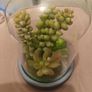 Faux succulent in Bell jar Image 5