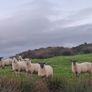 Hogget ewes Image 8