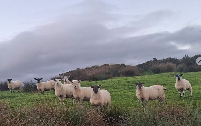Price Drop  Hogget ewes