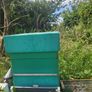 Poly National Hive with Established Colony Image 4