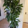 Dracaena Fragrans Burundii Image 2