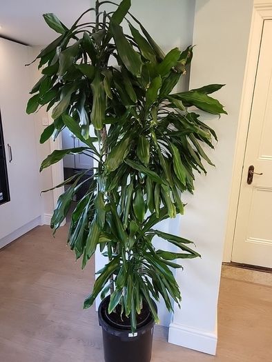 Dracaena Fragrans Burundii