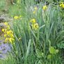 Garden plants Image 10