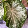 plants caladium Image 2