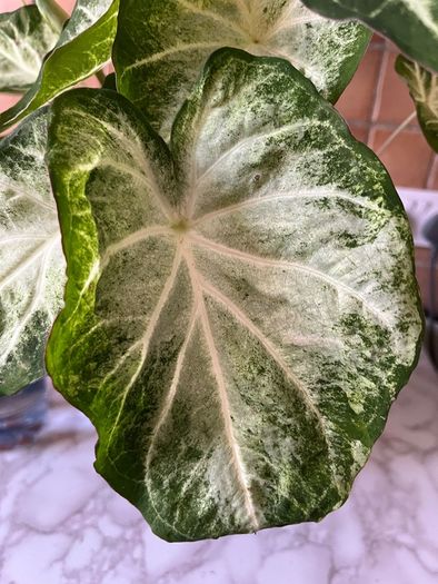 plants caladium
