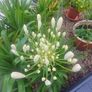 Garden Plants - mixed Image 3