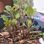 Single flowering dahlias Image 3