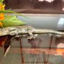 Peerage Brass Lizard Post War 1950s 25 cm Image 9