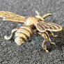 3 brass Insects, Solid brass. Image 6