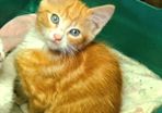 kitten