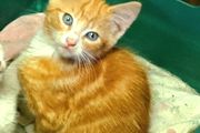 kitten